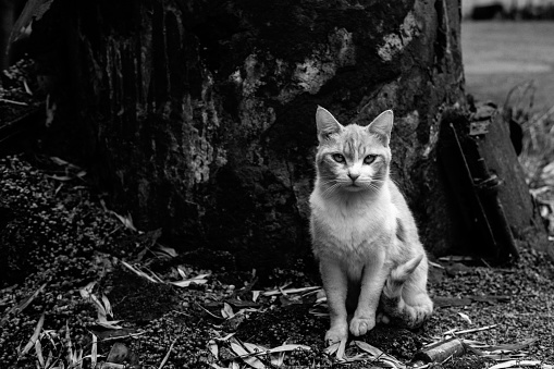 Image of a cat sitting in front of a big tree