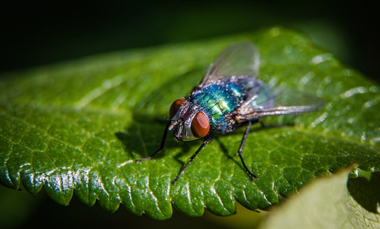 Flies are insects of the order Diptera, the name being derived from the Greek δι- di- \