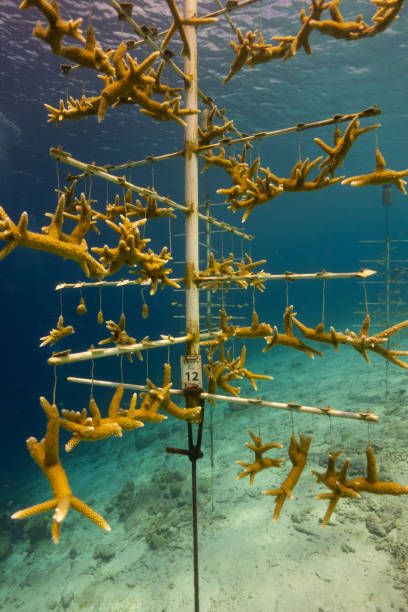 immagine verticale di un progetto di restauro del corallo sott'acqua nel mar dei caraibi al largo dell'isola di bonaire - restaurazione foto e immagini stock