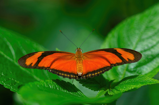 A Tiger longwing butterfly on a leave in the tropical forest of Guatemala.