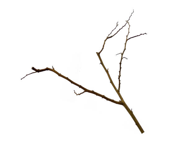 istock Twigs, set macro dry branches birch isolated on white background, with clipping path. Wood pile or tree sticks isolated on white background. Tree branches set isolated on white background 1602136797