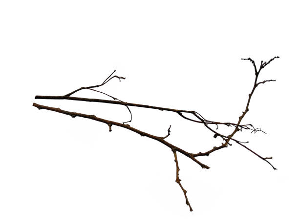 istock Twigs, set macro dry branches birch isolated on white background, with clipping path. Wood pile or tree sticks isolated on white background. Tree branches set isolated on white background 1602142540