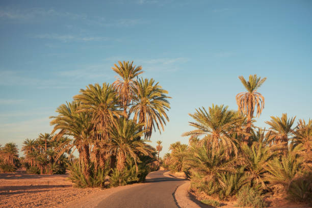 Ait Mansour oasis _ Tafraout city ( in South Morocco) _ Morocco (in North Africa).