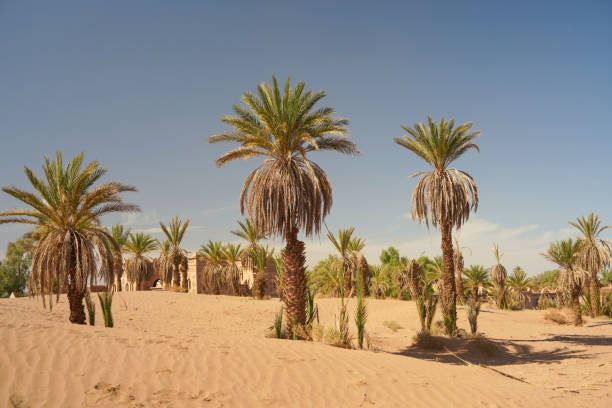 istock Palms in the desert , morocco 1602165950
