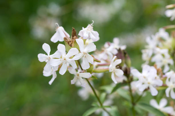 Saponaria officinalis, common soapwort white flowers closeup selective focus Saponaria officinalis, common soapwort white summer flowers closeup selective focus common soapwort saponaria officinalis stock pictures, royalty-free photos & images