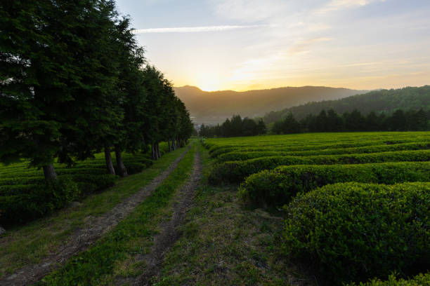 Boseong Green Tea Field Scenery