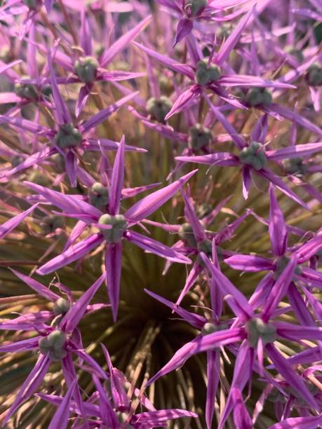 istock Beautiful flower blossom in summer time. Selective focus, macro 1602177725