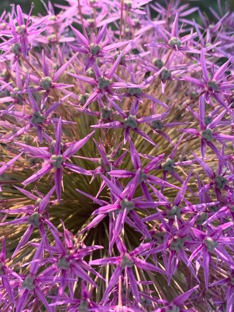 istock Beautiful flower blossom in summer time. Selective focus, macro 1602178270