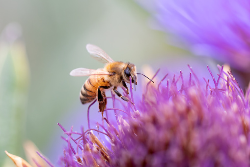 Close-up of a bee on a flower in the garden.