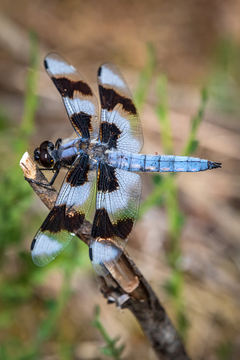 Common blue damselfly on nettle leaf  isolated with out of focus background.