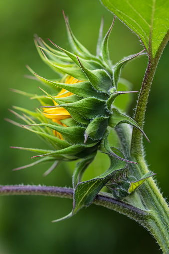 Side view of a Sunflower opening up in the garden.