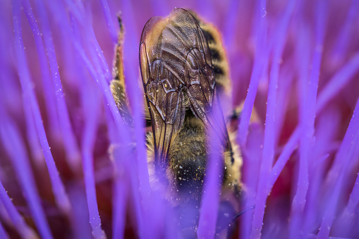 Close-up of a bee on a flower in the garden.