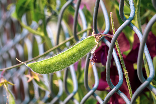 Close-up of a sweet pea growing through the fence.