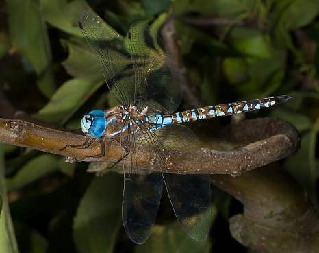 Blue-eyed Darner, Aeshna multicolor or Rhionaeschna multicolor, Arthropoda,  Insect,  Odonata,  Aeshnidae. Audubon Mayacamas Mountain Sanctuary; California