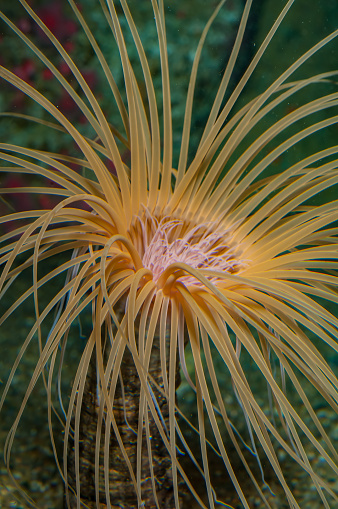 Burrowing Tube anemone, Tubedwelling Anemone, Pachycerianthus fimbriatus, intertidal, subtidal, California Coast, Sandy Bottoms,   Monterey, California. Cerianthidae
