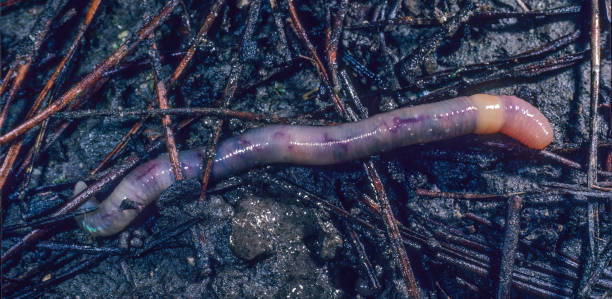 Eisenia fetida, known under various common names such as manure worm, redworm, brandling worm, panfish worm, trout worm, tiger worm, red wiggler worm, etc., is a species of earthworm adapted to decaying organic material. These worms thrive in rotting vegetation, compost, and manure. Santa Rosa, California. eisenia fetida, conocida bajo varios nombres comunes como gusano de estiércol, gusano rojo, gusano marcador, gusano panfish, gusano trucha, gusano tigre, gusano meneador rojo, etc., es una especie de lombriz de tierra adaptada a la materia orgánica en de