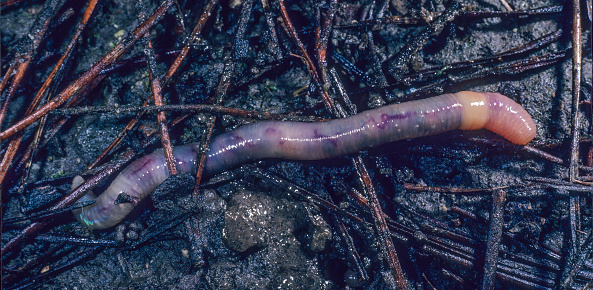 Eisenia fetida, known under various common names such as manure worm, redworm, brandling worm, panfish worm, trout worm, tiger worm, red wiggler worm, etc., is a species of earthworm adapted to decaying organic material. These worms thrive in rotting vegetation, compost, and manure. Santa Rosa, California.