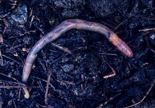 Eisenia fetida, known under various common names such as manure worm, redworm, brandling worm, panfish worm, trout worm, tiger worm, red wiggler worm, etc., is a species of earthworm adapted to decaying organic material. These worms thrive in rotting vegetation, compost, and manure. Santa Rosa, California.