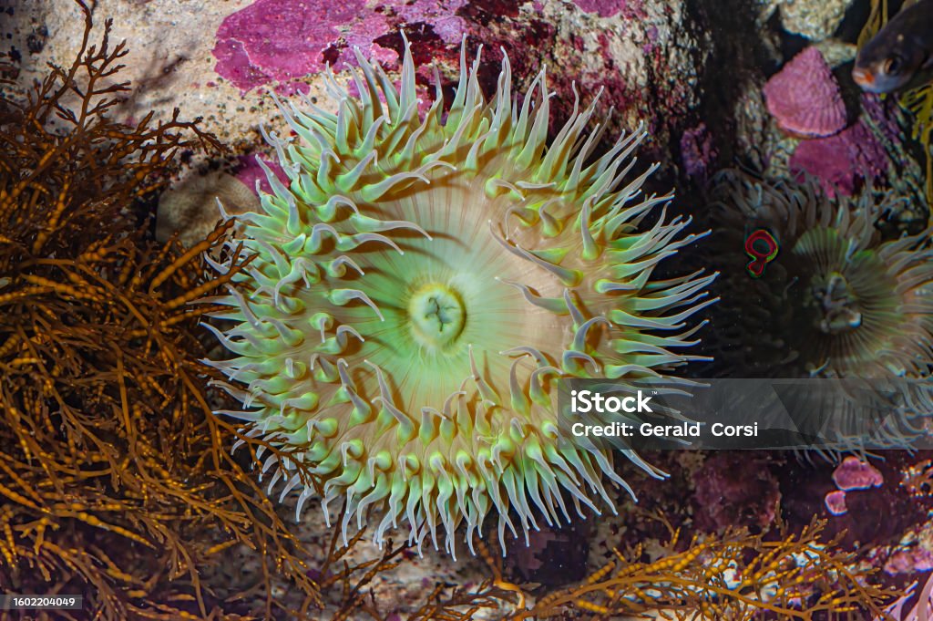 Anthopleura xanthogrammica, or the Giant Green Anemone, is a species of intertidal sea anemones, of the family Actiniidae. Other common names: Green Surf Anemone, Giant Green Sea anemone, Green Anemone, Giant Tidepool Anemone, Anthopleura xanthogrammica, or the Giant Green Anemone, is a species of intertidal sea anemones, of the family Actiniidae. Other common names: Green Surf Anemone, Giant Green Sea anemone, Green Anemone, Giant Tidepool Anemone, Solitary Anemone, and Rough Anemone 
 Salt Point State Park; California; Animal Wildlife Stock Photo