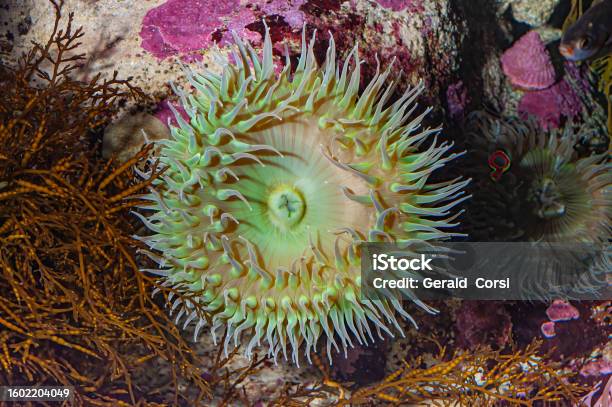 Anthopleura Xanthogrammica Or The Giant Green Anemone Is A Species Of Intertidal Sea Anemones Of The Family Actiniidae Other Common Names Green Surf Anemone Giant Green Sea Anemone Green Anemone Giant Tidepool Anemone Stock Photo - Download Image Now