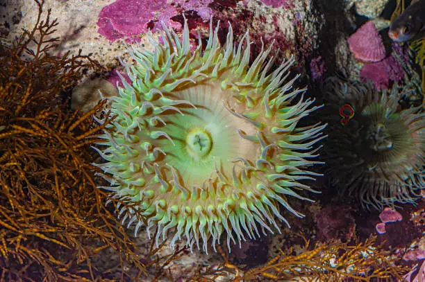 Anthopleura xanthogrammica, or the Giant Green Anemone, is a species of intertidal sea anemones, of the family Actiniidae. Other common names: Green Surf Anemone, Giant Green Sea anemone, Green Anemone, Giant Tidepool Anemone, Solitary Anemone, and Rough Anemone 
 Salt Point State Park; California;
