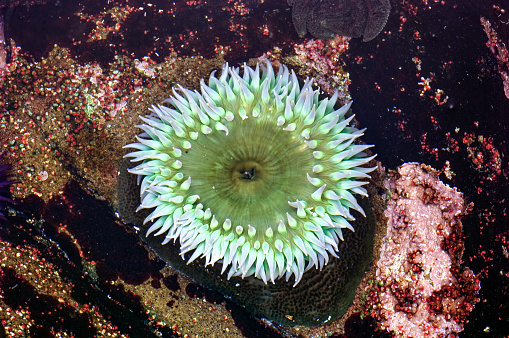 Anthopleura xanthogrammica, or the Giant Green Anemone, is a species of intertidal sea anemones, of the family Actiniidae. Other common names: Green Surf Anemone, Giant Green Sea anemone, Green Anemone, Giant Tidepool Anemone, Solitary Anemone, and Rough Anemone \n Salt Point State Park; California;