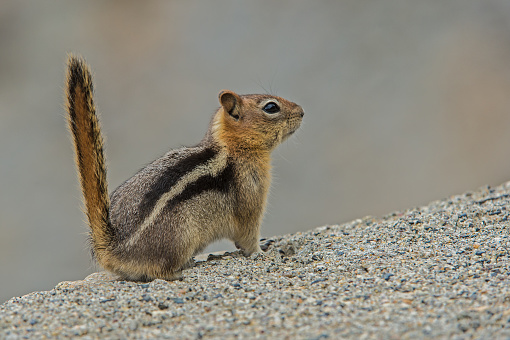 Golden-mantled Ground Squirrel, Spermophilus lateralis or Callospermophilus lateralis. A ground squirrel native to western North America. It is distributed in the Rocky Mountains of British Columbia and Alberta, and through much of the western United States. Yosemite National Park, California.