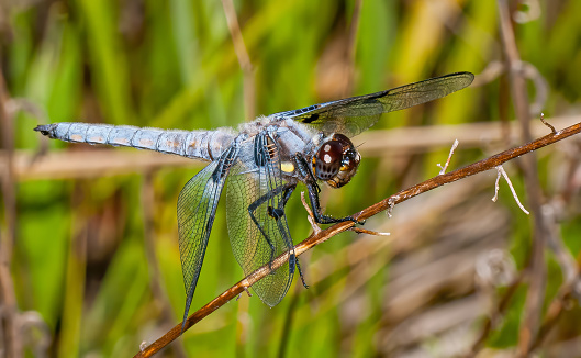 Hoary Skimmer Dragonfly, Libellula nodisticta, Audubon Mayacamas Mountain Sanctuary, Sonoma County, California
