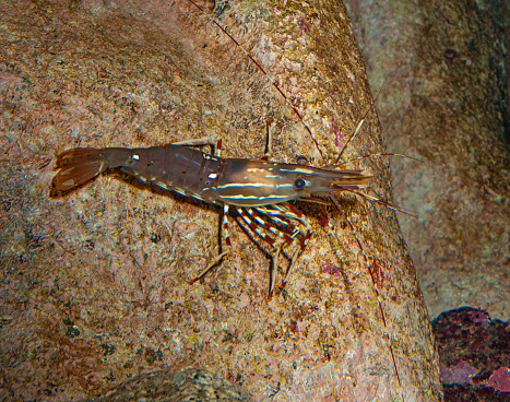 Pandalus platyceros, also called California spot prawn,  Monterey Bay spot prawn, or Alaskan prawn, is a shrimp of the genus Pandalus. Monterey County, California