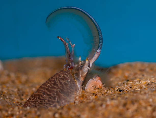 Emerita analoga, the Pacific sand crab, Pacific mole crab or coldwater mole crab. These are small animals that burrow in the sand in the wash zone and use their antennae for filter feeding. Pacific mole crab, Emerita analoga, Monterey County, California emerita analoga, el cangrejo de arena del pacífico, el cangrejo topo del pacífico o el cangrejo topo de agua fría. estos son animales pequeños que excavan en la arena en la zona de lavado y usan sus antenas para la alimentación por filtración. cangre