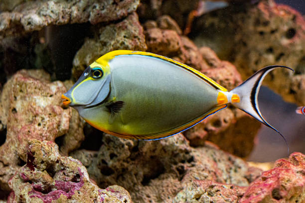 Pasific Orange-Spine Unicornfish a beautiful of Pasific Orange-Spine Unicornfish zebra cichlid stock pictures, royalty-free photos & images