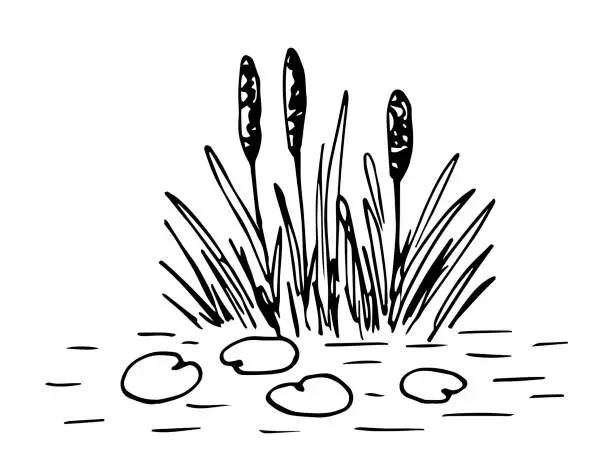 Vector illustration of Reed bush, water lily leaves. Simple black outline vector drawing. Sketch in ink. Fishing, duck hunting.