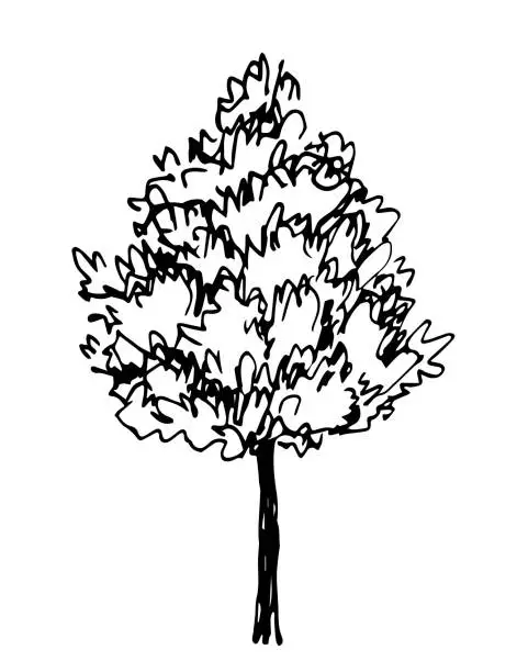 Vector illustration of Deciduous tree isolated on white background. Forest and vegetation. Nature and landscape. Simple black outline vector drawing. Sketch in ink.