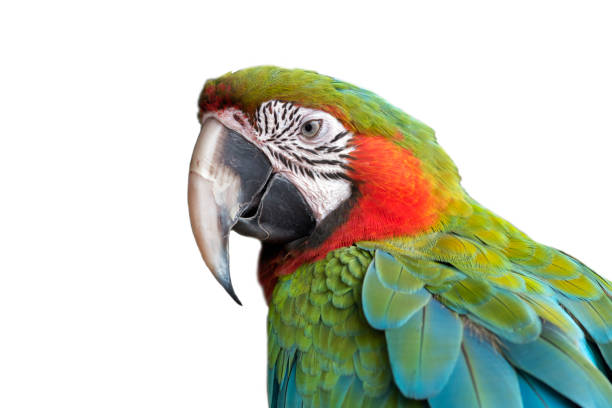istock Red and green macaw isolated on white background 1602223282