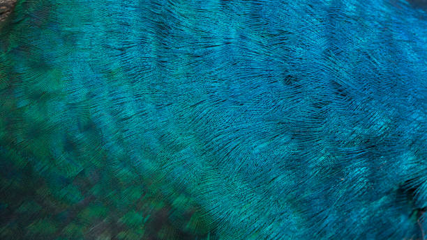 istock Blue peacock feather in closeup 1602223797