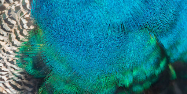 blue peacock feather in closeup - 11992 imagens e fotografias de stock