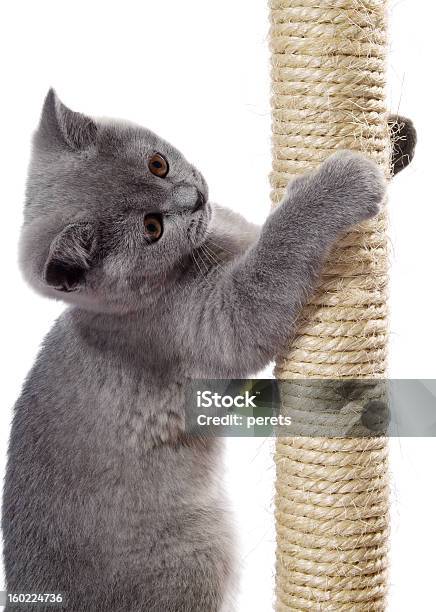 Kätzchen Auf Der Scratching Post Stockfoto und mehr Bilder von Hauskatze - Hauskatze, Kratzbaum, Pfosten