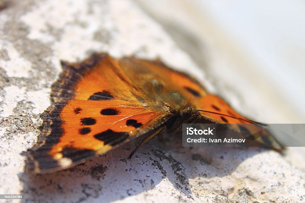 butterfly - Zbiór zdjęć royalty-free (Bukiet)
