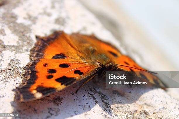 Butterfly - zdjęcia stockowe i więcej obrazów Bukiet - Bukiet, Dzień, Fotografika