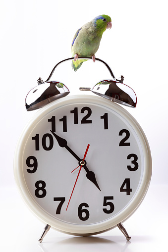 Small, green parrot perched on the top of a very large alarm clock. This is a concept for the sayings 
