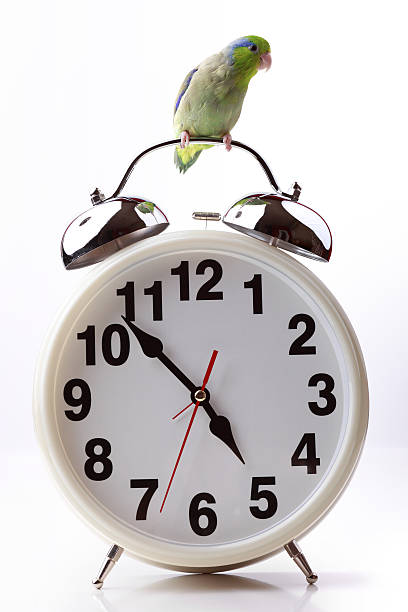 8,254 Bird Clock Stock Photos, Pictures & Royalty-Free Images - iStock |  Cuckoo bird clock