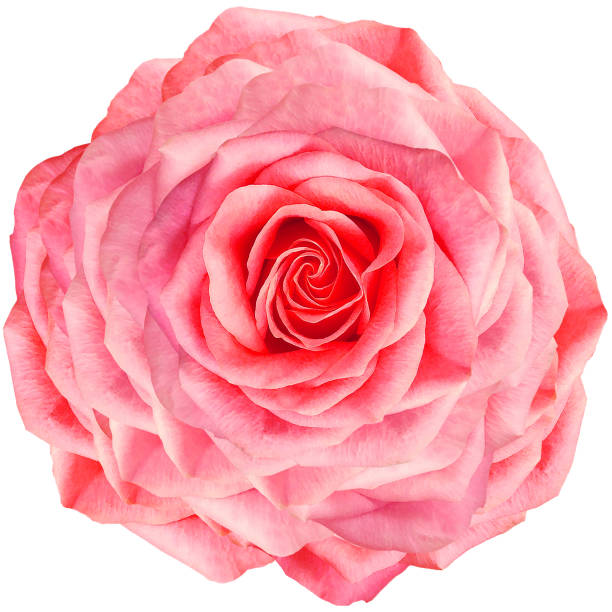 istock Red  rose flower  on white isolated background with clipping path. Closeup. For design. Nature. 1602251304