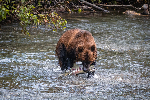 Grizzly bear hunting for salmon along the border of British Columbia and Alaska.