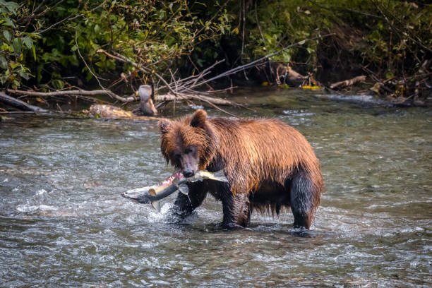 istock Grizzly Bear Hunting For Salmon 1602251982