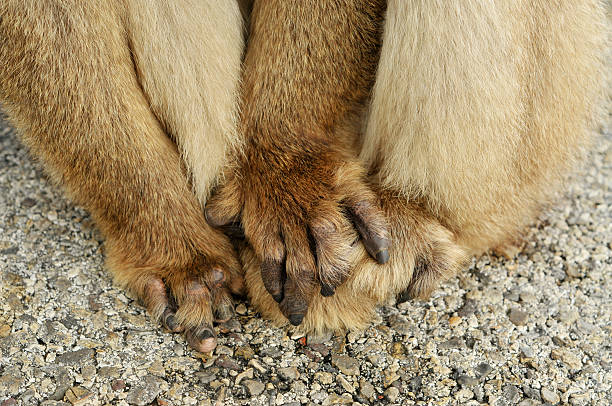 istock Hands & Feet Of A Barbary Ape, Gibraltar 160225218