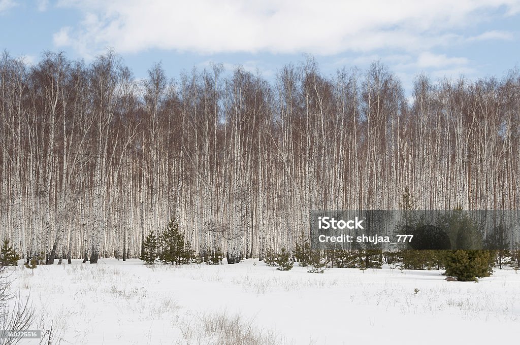 Schnee-bound field und birch grove vor blauem Himmel Hintergrund - Lizenzfrei Baum Stock-Foto