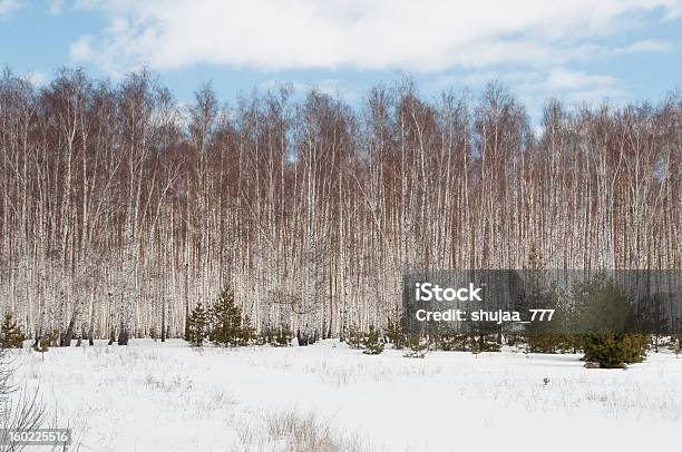 Nievebound Campo Y Birch Grove Contra El Cielo Azul De Fondo Foto de stock y más banco de imágenes de Abedul