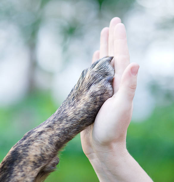 istock Dog paw in a human hand, high five style 160225753