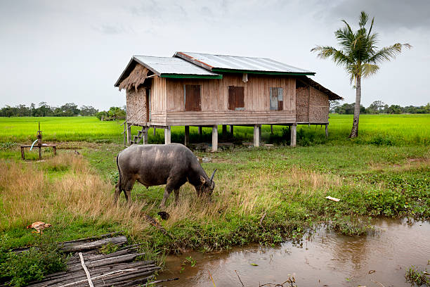 campo di riso - monsoon laos horizontal horizon over land foto e immagini stock