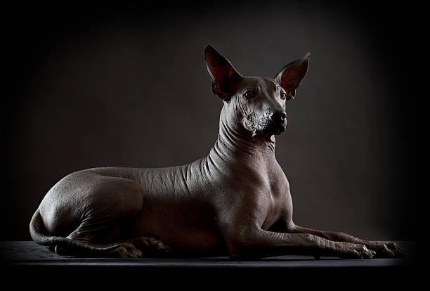 Hairless xoloitzcuintle dog on low key photo stock photo